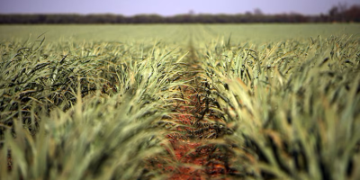 Cana-de-açúcar deve ter queda no faturamento mesmo com aumento da produção em 2026, diz CNA