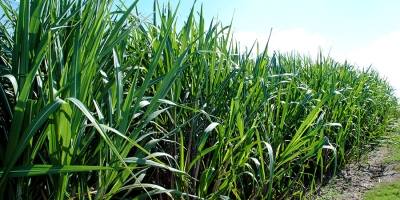 Embrapa desenvolve método que amplia em até 116 vezes estimativa do impacto de herbicidas na cana