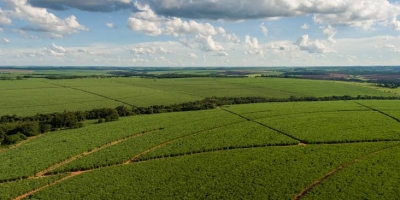 Tereos investe R$ 568 milhões para renovar canaviais e sustentar produção nas próximas safras
