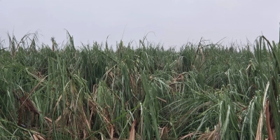 Temporal pode ter atingido até 40 mil hectares de cana, avalia Orplana