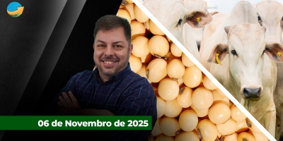 Dia tenso no mercado futuro do boi com quedas de mais de 2% na arroba. Soja também tem queda de mais de 20 pontos puxada pelo farelo