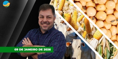 Milho e soja tem dia morno em Chicago com expectativas para o USDA ; arroba testa preços melhores em SP , mas alterações não se consolidam