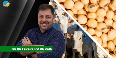 Soja firme nos US$11/bushel com mais uma sessão de alta em Chicago; referência do boi China chega aos R$340 em SP