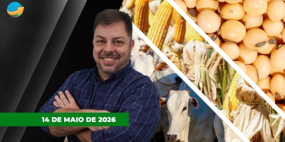 Soja despenca em Chicago sem perspectiva de novas compras chinesas nos EUA; no mercado do boi tem frigorífico com receio da demanda de segunda quinzena do mês