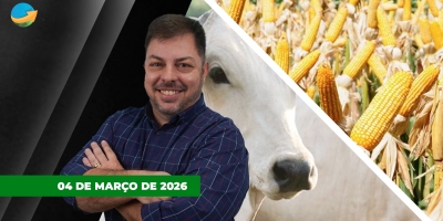 Crise no Oriente Médio preocupa e alguns frigoríficos saem das compras. Milho realiza lucros em Chicago e na B3