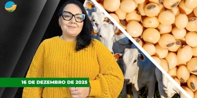 Soja tem novo dia de baixas fortes em Chicago e milho acompanha; café cede em NY e boi sobe na B3