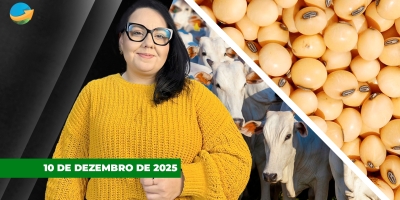Milho perde forte na B3 nesta 4ª feira, enquanto soja tem leves ganhos em Chicago e físico do boi gordo fica estável