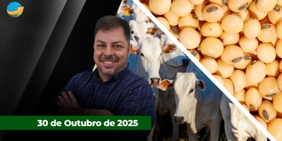 Soja supera US$11/bushel em Chicago com acordo China/EUA; boi esteve firme, mas sem alterações em SP