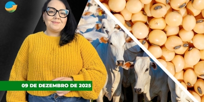 USDA pressiona soja, mas dá suporte ao milho na Bolsa de Chicago nesta 3ª; boi segue estável