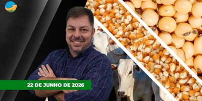 Queda do petróleo e clima favorável nos EUA pressionam milho e soja em Chicago; Boi recua em SP