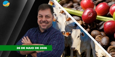 Café tem dia de alta com preocupações com El Niño e  colheita no  Brasil. No mercado do boi, compradores estão mais ativos