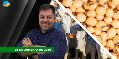 Boi gordo reage em SP e arroba pode buscar os R$330 no curto prazo; soja avança e se aproxima dos US$11/bushel em Chicago