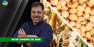 Soja realiza lucros e Chicago fecha no vermelho; milho na B3 recua com estoques elevados para 2026 e dólar em queda