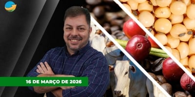 Cotação da soja derrete em Chicago com possível adiamento do encontro em Xi e Trump; Boi em SP tem dia estável, mas arroba se recpera em MS e MT