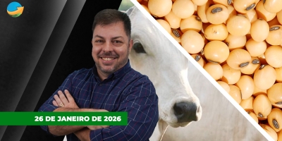 Soja cede em Chicago com pressão do farelo e no Brasil preços perdem referência dos R$100 por saca;  arroba do boi tem dia de completa estabilidade