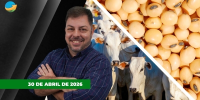 Arroba do boi recua na semana com melhor oferta de animais e alongamento das escalas; comercialização de soja no Brasil chega aos 60%
