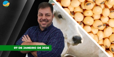Soja sobe em Chicago com apoio do farelo em dia de recuperação dos grãos. Arroba do boi também reage em SP