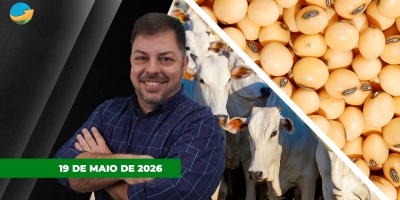 Reduz pressão sobre arroba do boi e aumenta disputa entre pecuaristas e frigoríficos ; soja segue firme acima dos US$12/bushel