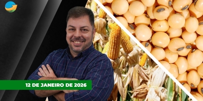 Pressão sobre milho e soja na Bolsa de Chicago com relatório baixista do USDA; estabilidade na arroba em 30 de 32 praças pecuárias