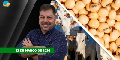 Soja acima dos US$12/bushel , dólar em alta e produtor brasileiro fora dos ganhos; boi estável em SP mas com potencial de alta
