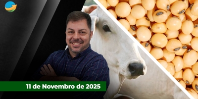 Soja tem leves recuos em Chicago mas segue firme acima dos US$11/bushel; Oferta e demanda ajustadas mantém arroba do boi estável