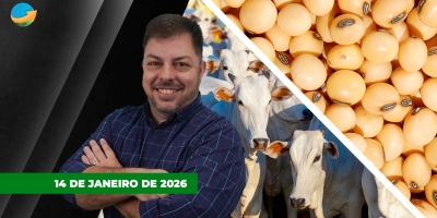 Soja ganha fôlego após perdas importantes, mas fundamentos ainda são negativos; mercado do boi vive queda de braços entre oferta e demanda