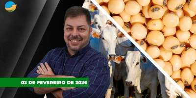 Fevereiro começa com alta na arroba do boi gordo ; soja recua em Chicago com pressão da safra brasileira