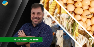Mercado do boi tem baixa liquidez após alongamento das escalas ; soja em milho encerram com leves quedas em Chicago