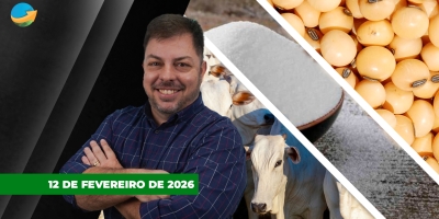 Boi rumo aos R$350 em SP e soja consolida os US$11/bushel  com nova rodada de alta em Chicago