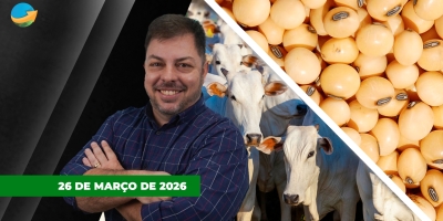 Mercado do boi gordo segue firme e com reação da novilha nesta quinta-feira; soja no Brasil se  recupera com dólar e prêmio