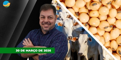 Arroba do boi começa a semana em alta em SP, MG, MS, GO e MT; Soja e milho em Chicago se ajustam ao relatório do USDA desta terça-feira (31)