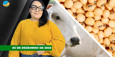 Soja e milho fecham no vermelho em Chicago com ajuste e pressão do financeiro, enquanto boi sobe no físico brasileiro