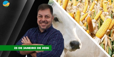 Arroba do boi em SP reage em plena sexta-feira e encerra semana com alta de R$1; Milho na B3 segue pressionado