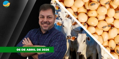 Semana começa com alta para arroba em SP e cenário é positivo para preços; soja sobem em Chicago com exportações fortes e valorização do óleo