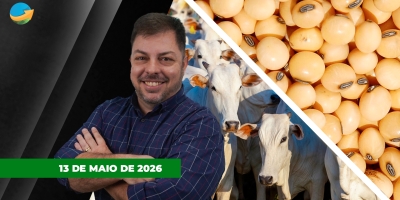 Novo recuo da arroba em SP e desta vez atingindo todas as categorias pecuárias; soja em Chicago tem leves altas