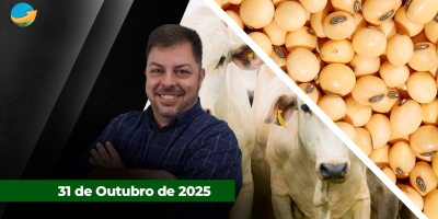 Sexta-feira de alta para arroba em SP com boi valorizando R$2 e novilha R$5/@; Soja também sobe em semana marcada por acordo China/EUA