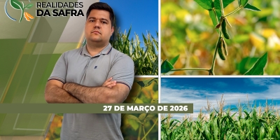 Primavera do Leste/MT teve mais de 30% do milho fora de janela e pressão lagartas está crescendo pelo Brasil