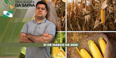 Especial Paraná: segunda safra de milho já tem perdas consolidadas de até 30% diante da falta de chuvas e pressão de pragas