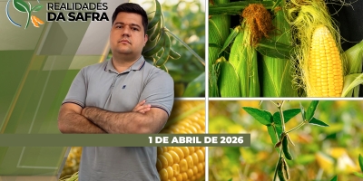 Santa Catarina comemora alta produtividade na safra de milho verão 25/26
