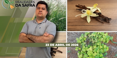 Duas realidades para o milho no Paraná com perdas já consolidadas em Goierê, mas expectativa de boas produtividades em Guaíra