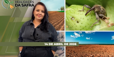 Ataque maior de lagartas no milho e ácaro no algodão preocupa; Dia Mundial de Conservação do Solo neste 15 de abril