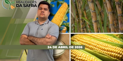 Com safra atrasada, Sidrolândia/MS enfrenta dificuldades com lagartas no milho, que se desenvolve bem em algumas regiões como MT, mas tem problemas em outras como PR