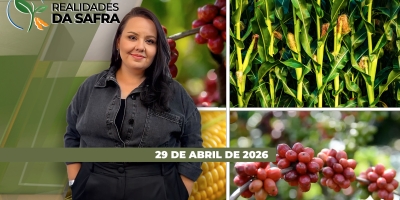 Produção de café conilon avança no Brasil e aumenta protagonismo, enquanto safra de grãos do RS vai se concluindo