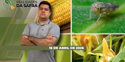 Direto do Parecis SuperAgro: 2ª safra de milho e algodão se desenvolvem bem no MT, mas produtor precisa manter foco em pragas, doenças e daninhas