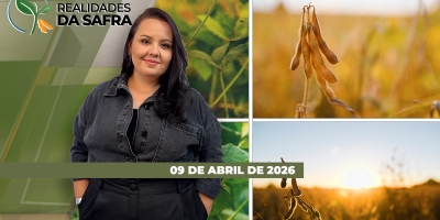 Clima favorece safrinha de milho em SP, mas custos altos reduzem a área; cigarrinha-do-milho ainda preocupa em todo BR