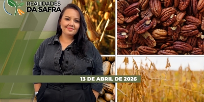 Tocantins discutindo negócios, agro e política, e Brasil retomando forte a produção de noz-pecã