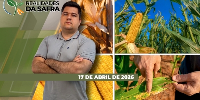 Quais pontos levar em conta no momento de escolher um híbrido de milho?