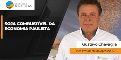 Produção da soja é crescente em São Paulo e atua como combustível da economia do estado
