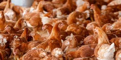 Capacitação em avicultura fortalece produção rural em Mocajuba (PA)