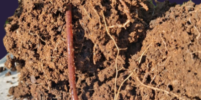 Necessidades qualitativas da agricultura regenerativa, por Afonso Peche